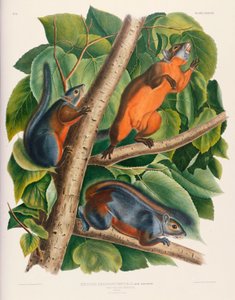 Veverka rudobřichá od John James Audubon