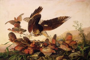 Jestřáb s červenými rameny útočící na Bobbílé koroptve, 1827 od John James Audubon