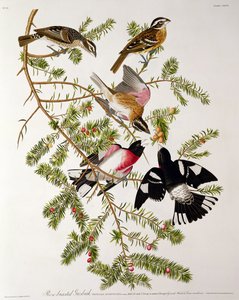 Rose-breasted Grosbeak, z 