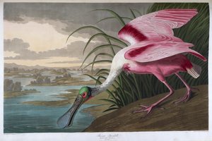 Lžíce růžová. Dospělý muž od John James Audubon