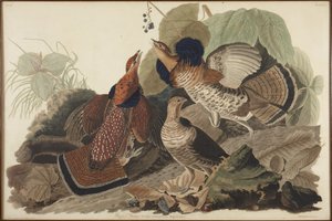 Tetřívek chocholatý od John James Audubon