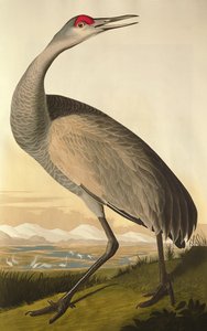 Sandhill Crane, z 