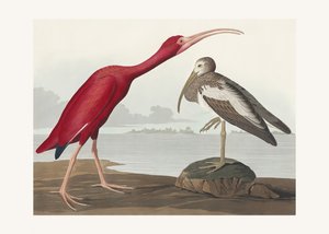 Ibis šarlatový z díla „Birds of America“ (1827) od John James Audubon