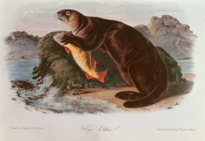 Mořská vydra ze čtyřnožců Severní Ameriky (1842-5) od John James Audubon