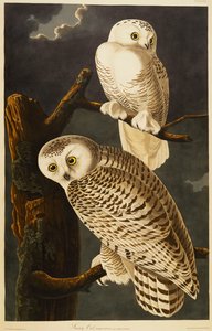 Sněžná Sova od John James Audubon