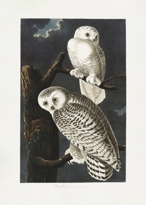 Sněžná sova z díla „Birds of America“ (1827) od John James Audubon