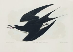 Rybák černý z publikace „Birds of America“ (1827) od John James Audubon