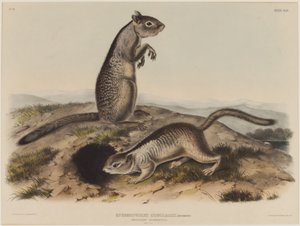 Spermophilus Douglassii (dvě douglasovské veverky) od John James Audubon