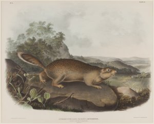 Spermophilus Parry (parryho svišť veverka) od John James Audubon