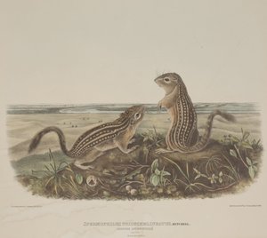 Spermophilus Tridecemlineatus (dvě leopardí veverky) od John James Audubon