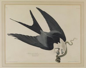 Luňák vlaštovčí od John James Audubon