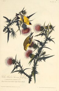 Stehlík americký. Z The Birds of America, 1827-1838. od John James Audubon