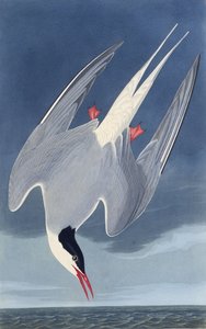 Rybák arktický. Z The Birds of America, 1827-1838. od John James Audubon
