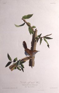 Střízlík Bewicks. Z The Birds of America, 1827-1838. od John James Audubon