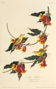 Pěnice Rathbone. Z The Birds of America, 1827-1838. od John James Audubon