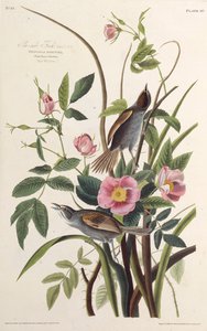 Pěnkava mořská. Z The Birds of America, 1827-1838. od John James Audubon