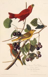 Letní červený pták. Z The Birds of America, 1827-1838. od John James Audubon