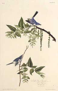 Modrošedý komár. Z The Birds of America, 1827-1838. od John James Audubon