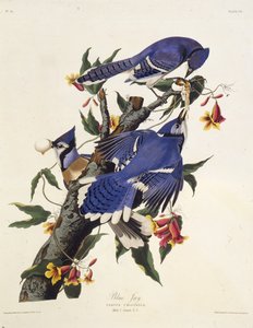 Modrá sojka. Z The Birds of America, 1827-1838.
