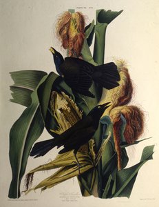 Obyčejný grackle. Z The Birds of America, 1827-1838. od John James Audubon
