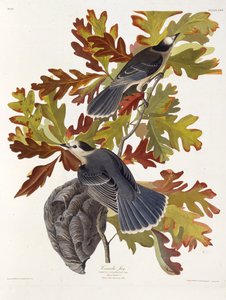 Sojka šedá. Z The Birds of America, 1827-1838. od John James Audubon