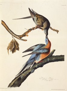 Osobní holub. Z The Birds of America, 1827-1838. od John James Audubon