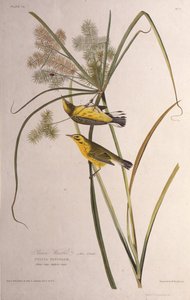 Pěnice prérijní. Z The Birds of America, 1827-1838. od John James Audubon