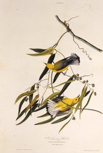 Protonotární pěnice. Z The Birds of America, 1827-1838. od John James Audubon