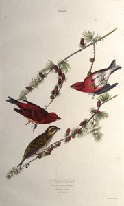 Pěnkava fialová. Z The Birds of America, 1827-1838. od John James Audubon
