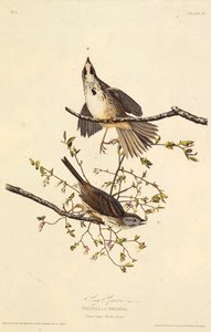 Písničkový vrabec. Z The Birds of America, 1827-1838. od John James Audubon