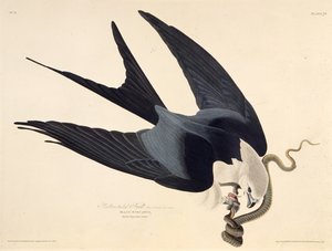 Drak s vlaštovčím ocasem. Z The Birds of America, 1827-1838. od John James Audubon