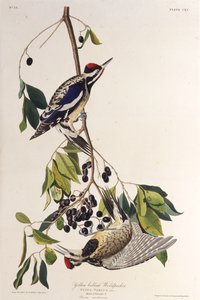 Žlutobřichý sapsook. Z The Birds of America, 1827-1838. od John James Audubon