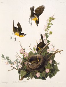 Žlutoprsá chata. Z The Birds of America, 1827-1838. od John James Audubon