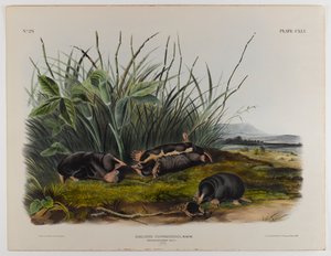 Townsends rejsek krtek od John James Audubon