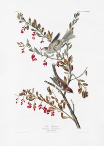 Vrabec polní z knihy „Birds of America“ (1827) od John James Audubon