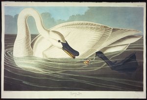 Trumpetista Labuť od John James Audubon