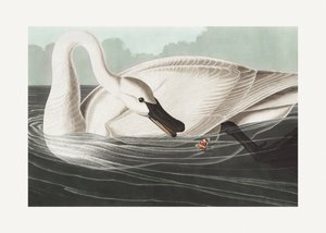 Labuť trubač z díla „Birds of America“ (1827) od John James Audubon