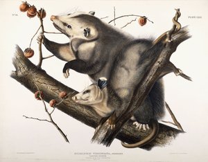 Virginská vačice, 1845 od John James Audubon