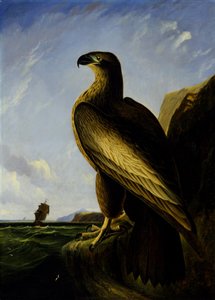 Washingtonský orel mořský od John James Audubon