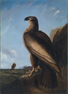 Washington Sea Eagle, ca. 1836-1839. od John James Audubon