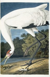 Jeřáb černý, dospělý muž, 1834 od John James Audubon