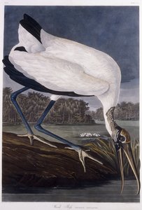 Dřevěný ibis od John James Audubon