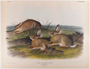 Červ zajíc od John James Audubon