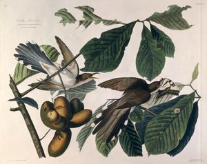 Kukačka žlutokřídlá, z knihy "Birds of America", rytina Williama Home Lizarse (1788-1859) a retuš Roberta Havella (1793-1878) 1829 od John James Audubon