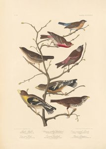 Lazulový pěnkava od John James Audubon/ Rob Havell