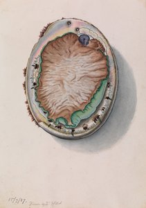 Abalone zelenoústý, Haliotis laevigata
