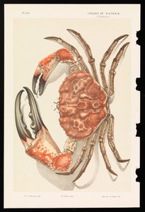 Tasmánský obří krab, Pseudocarcinus gigas