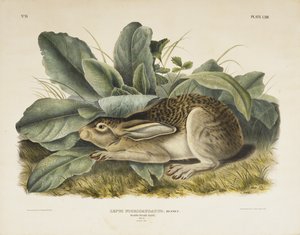 Zajíc černoocasý, 1845 (ručně kolorovaná litografie na tkaném papíře)