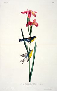 Modrý žlutohřbetý pěnice, z Birds of America, vyryl Robert Havell (1793-1878) od John James after Audubon