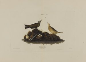 Brown Lark, z Birds of America, vyryl Robert Havell (1793-1878) od John James after Audubon